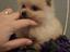 Immagine 1