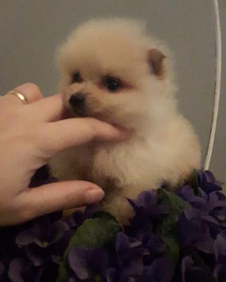 Spitz pomerania toy
