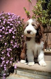 Vassell - cucciolo di Bearded Collie