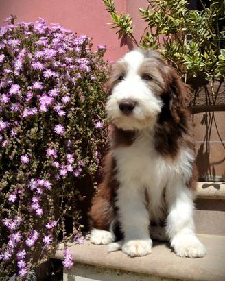Vassell - cucciolo di Bearded Collie