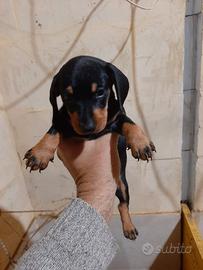 Cuccioli Bassotto nano