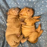 Shar pei cuccioli