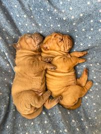 Shar pei cuccioli