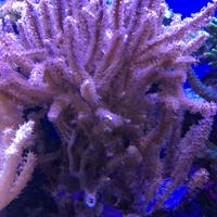 Talee di gorgonia Acquario marino