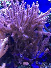 Talee di gorgonia Acquario marino