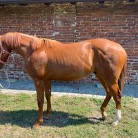 Quarter Horse puledro