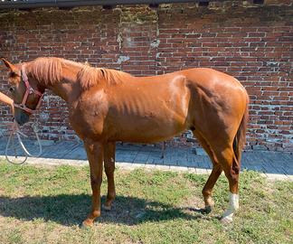 Quarter Horse puledro