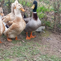 Anatre silver appeliyard