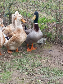 Anatre silver appeliyard