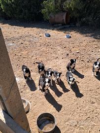 Cuccioli Border Collie