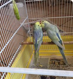 Cocorite Rainbow e Texas