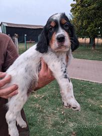 Cuccioli Setter Inglese disponibili