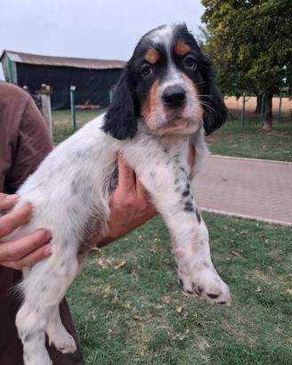 Cuccioli Setter Inglese disponibili