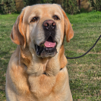 Labrador Retriever Maschio per Femminucce