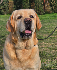 Labrador Retriever Maschio per Femminucce