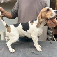 Beagle