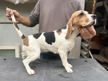 Beagle