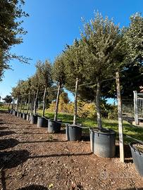 Pianta quercus ilex eta 20 anni altezza 400/450 cm