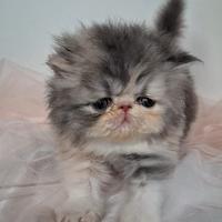 Cucciola gattina persiana