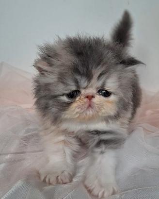 Cucciola gattina persiana