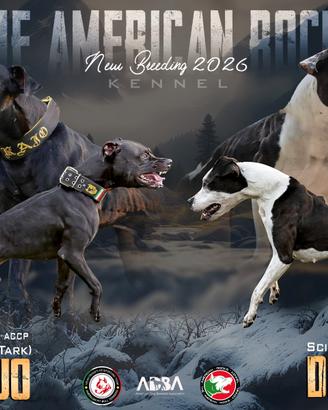 3 Cuccioli Maschi APBT ADBA