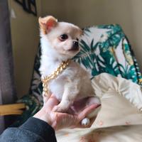 Chihuahua a pelo lungo colore crema