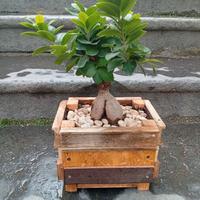 Bonsai ficus ginseng