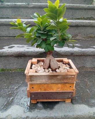 Bonsai ficus ginseng