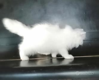 Persiani ed exotic shorthair gattini