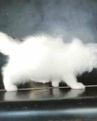 Persiani ed exotic shorthair gattini