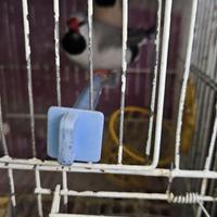 Coppia diamanti coda lunga