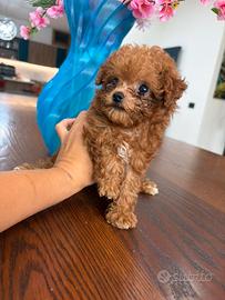 Real teacup