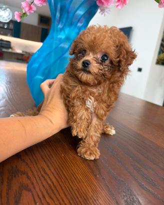Real teacup