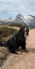 Maschio bovaro del bernese