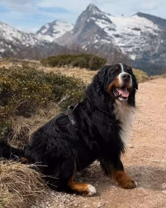 Maschio bovaro del bernese