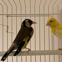 Cardellino, canarini