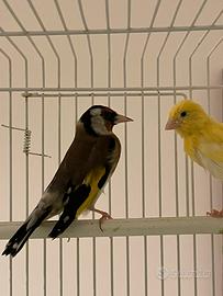 Cardellino, canarini