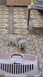 cuccioli west highland terrier