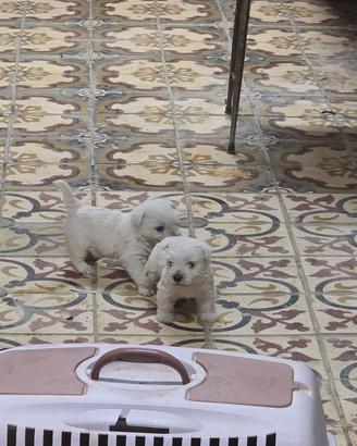 cuccioli west highland terrier