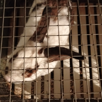 Coniglio maschio da riproduzione