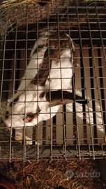 Coniglio maschio da riproduzione