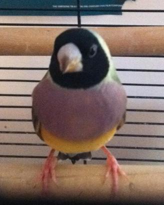 Diamante di Gould C.E.R.C.O