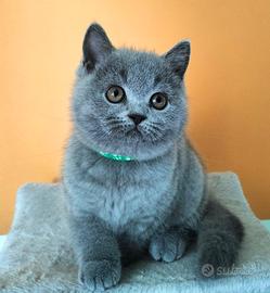 Cuccioli British Shorthair
