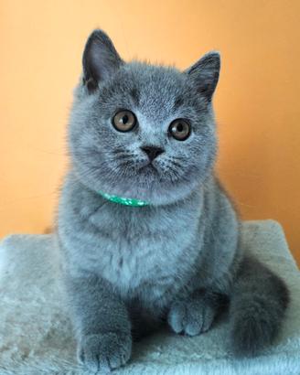 Cuccioli British Shorthair