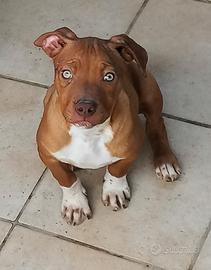 Pitbull ukc