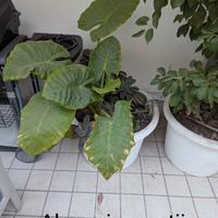 piante