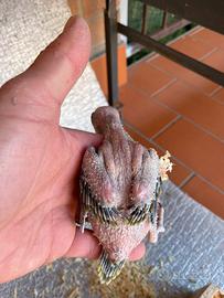 Novelli di parrocchetti dal collare