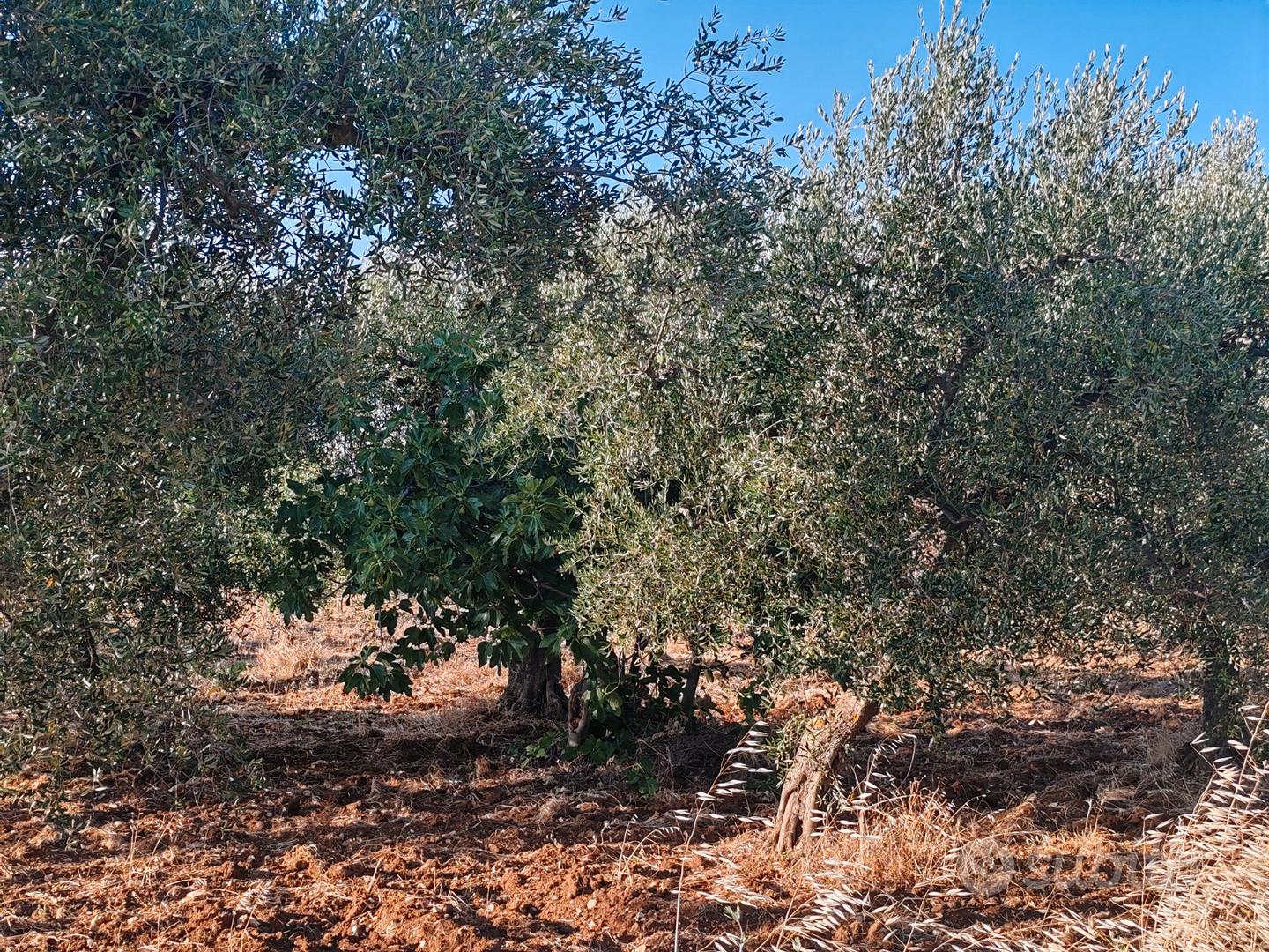 Vendita Terreno 3000mq - Vista 3