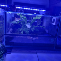 Terrario bioattivo