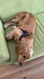 Cocker spaniel femmina